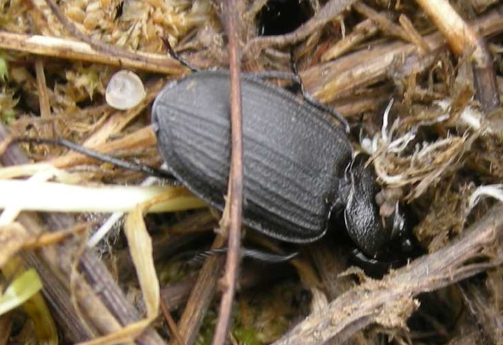 Carabide di 5 mm: Calathus sp.